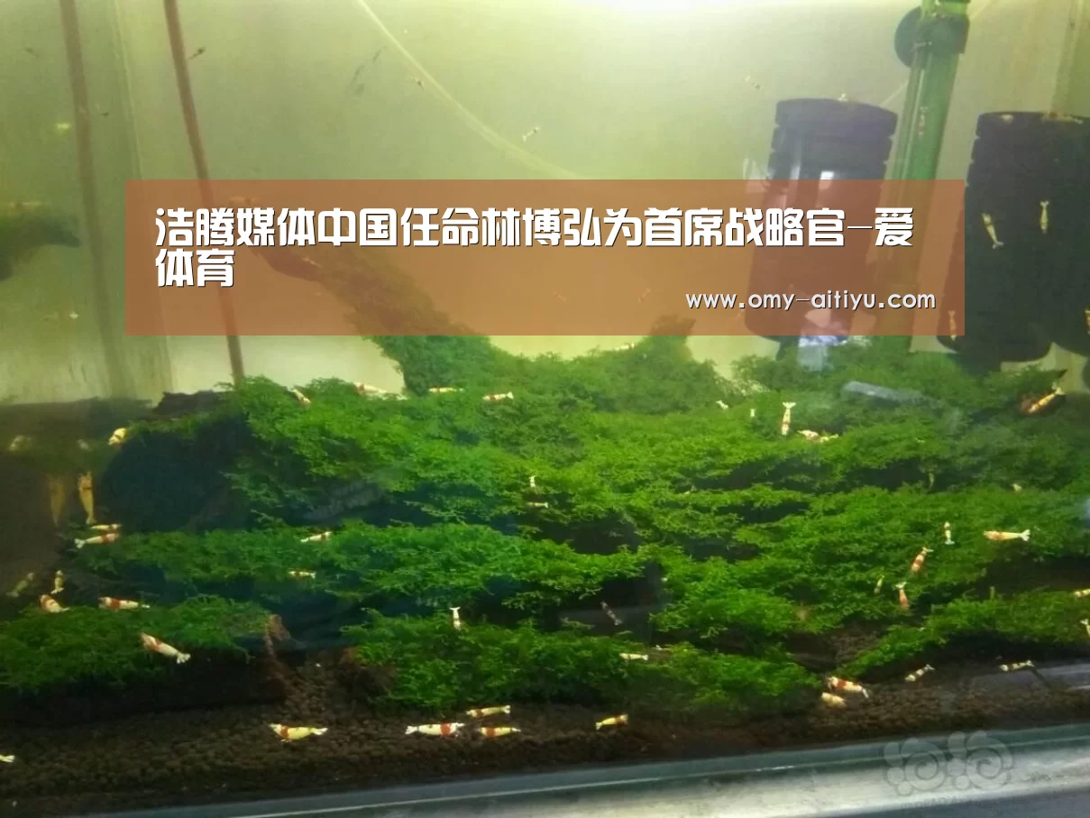 浩腾媒体中国任命林博弘为首席战略官-爱体育(图2) 爱体育